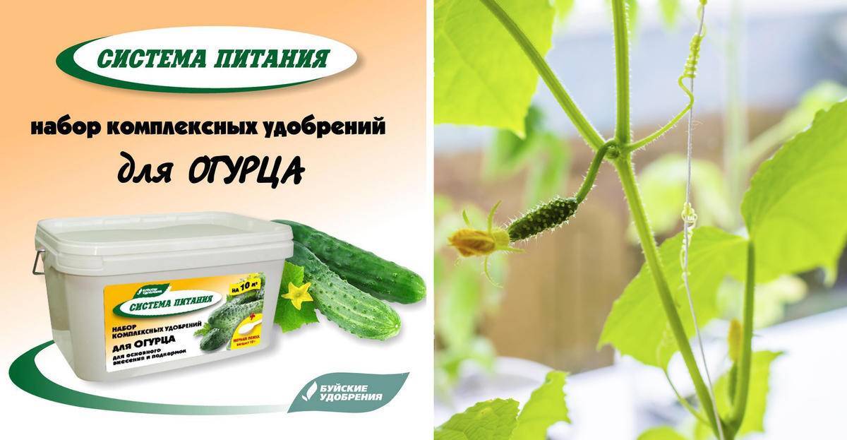 Чем подкармливать и удобрять огурцы на балконе в домашних условиях