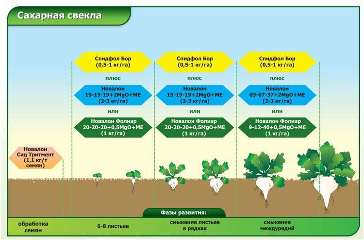 Когда и как сажать кукурузу в открытый грунт семенами и рассадой: правила ухода и выращивания