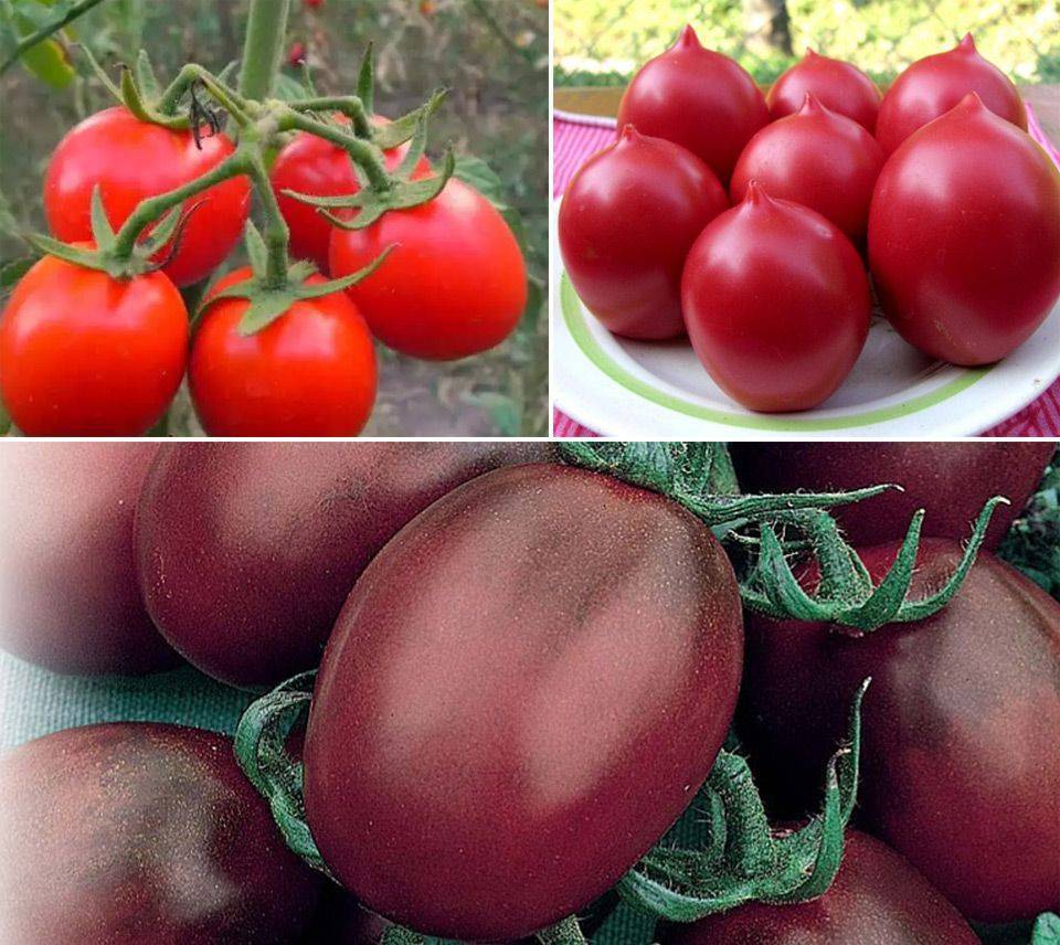 Лучшие салатные сорта томатов для россии и ее регионов