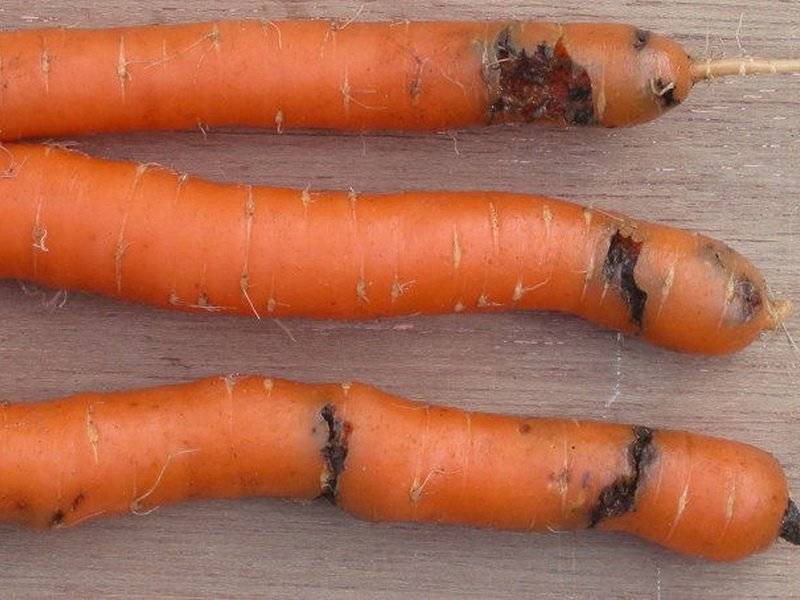 Болезни моркови: при выращивании, описание с фото, борьба с ними и лечение