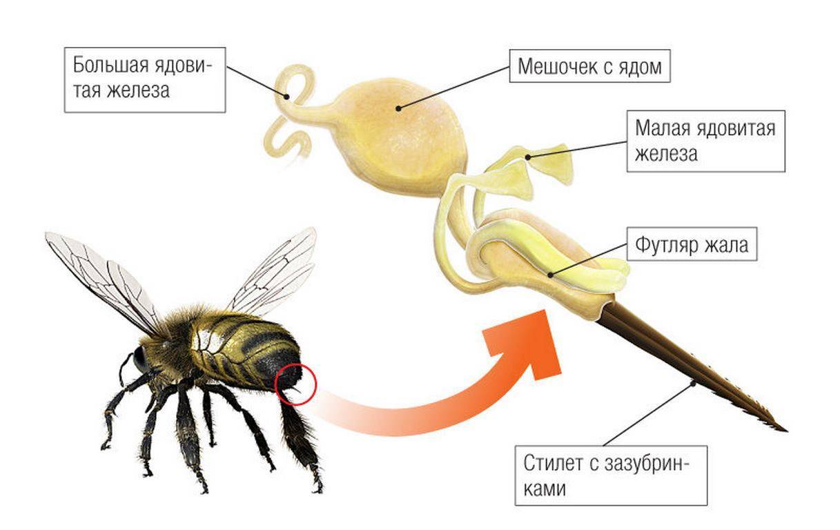 Раскрытие информации про жало пчелы