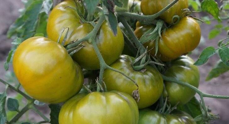 Штамбовые томаты что это за растение