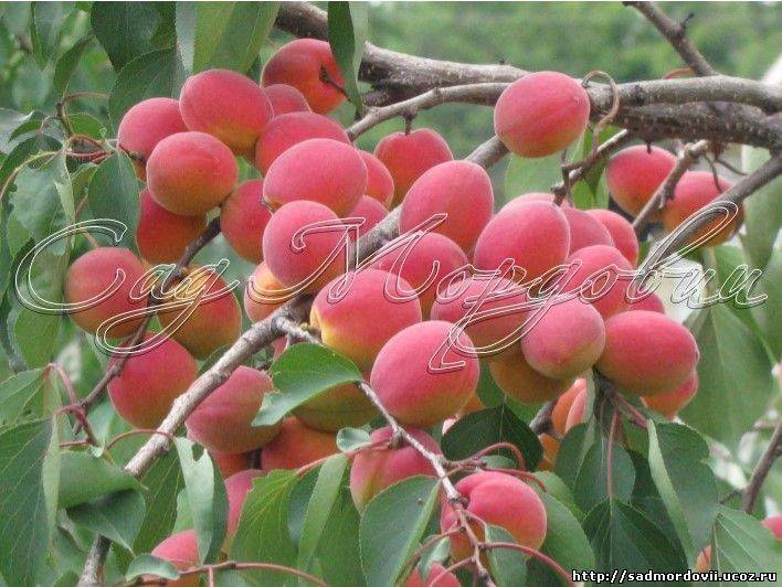 Сорт абрикоса саратовский рубин: описание с фото, выращивание и уход, отзывы