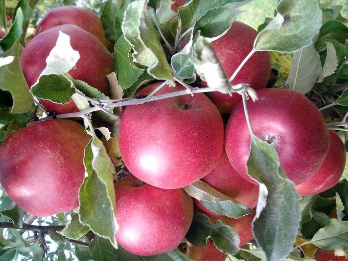 О яблоне джонатан: описание сорта, характеристики, агротехника, выращивание