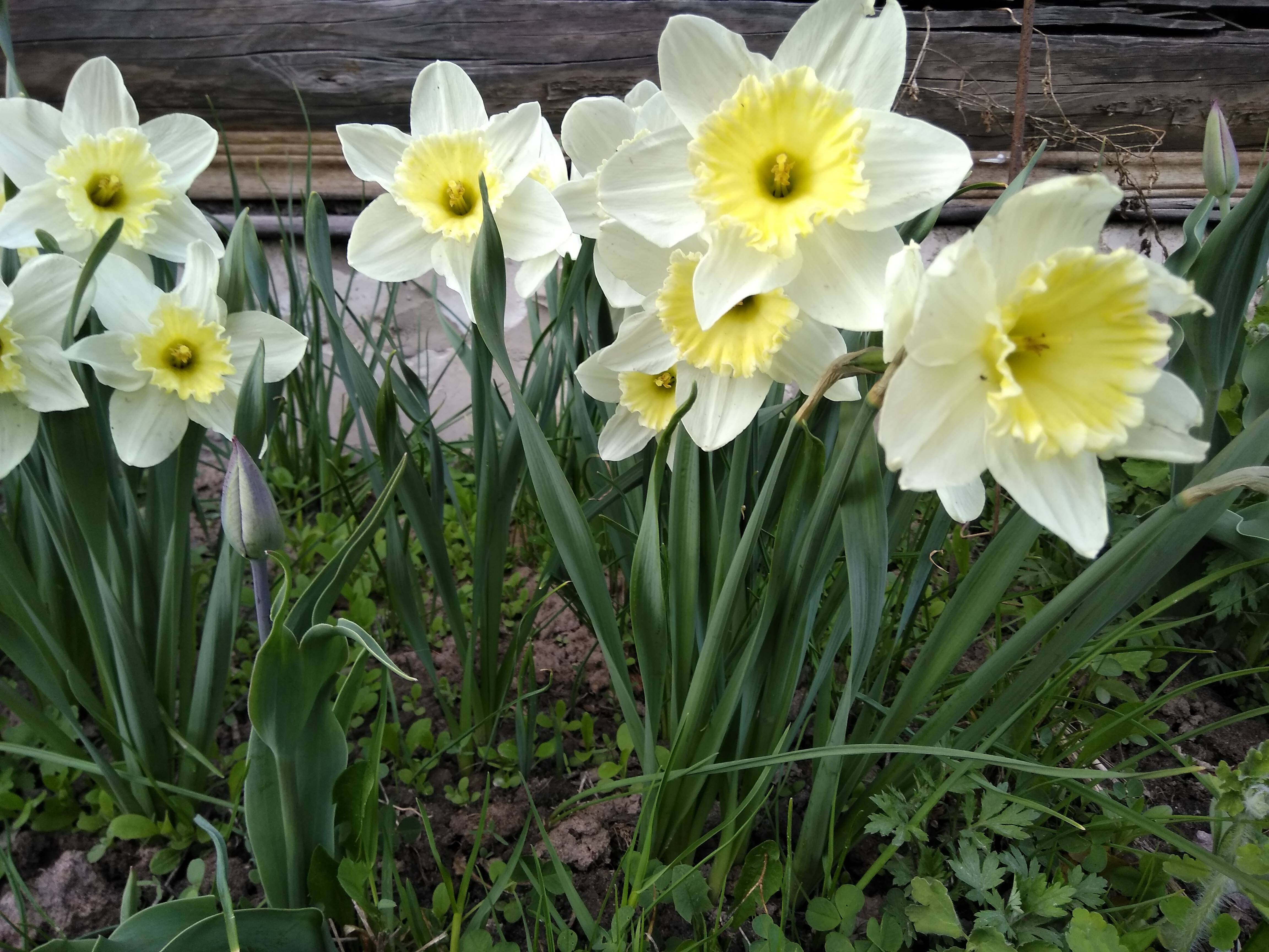 Нарцисс: посадка, уход и выращивание в открытом грунте (+фото цветов)комнатные цветы и растения, уход за ними в домашних условиях