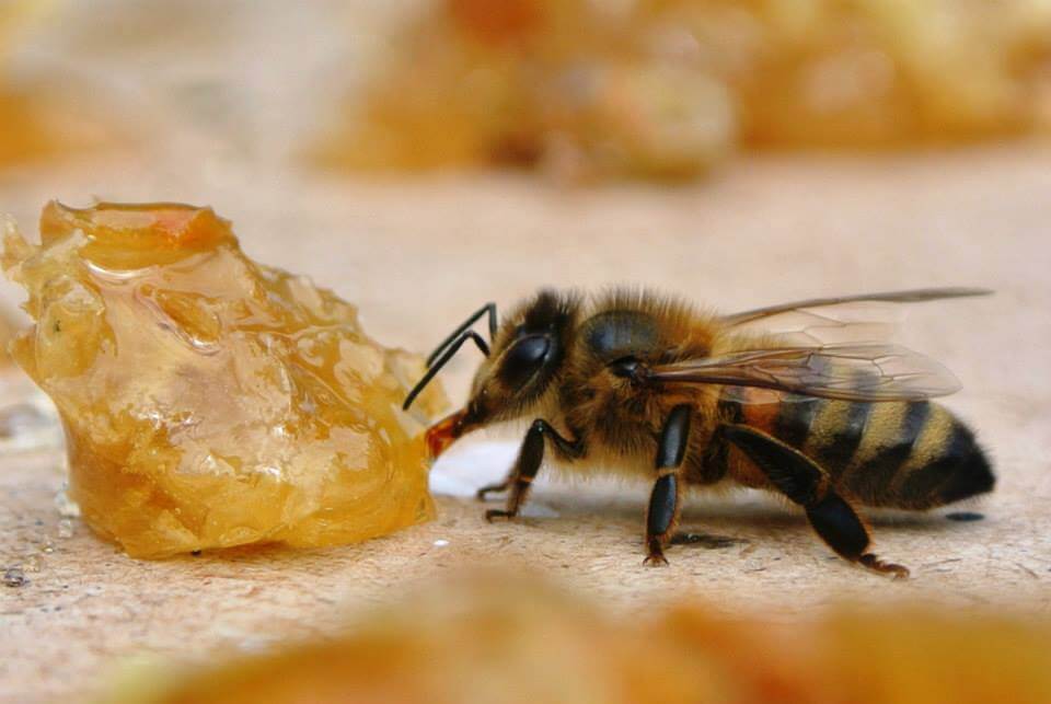 Земляные пчелы - фото и описание