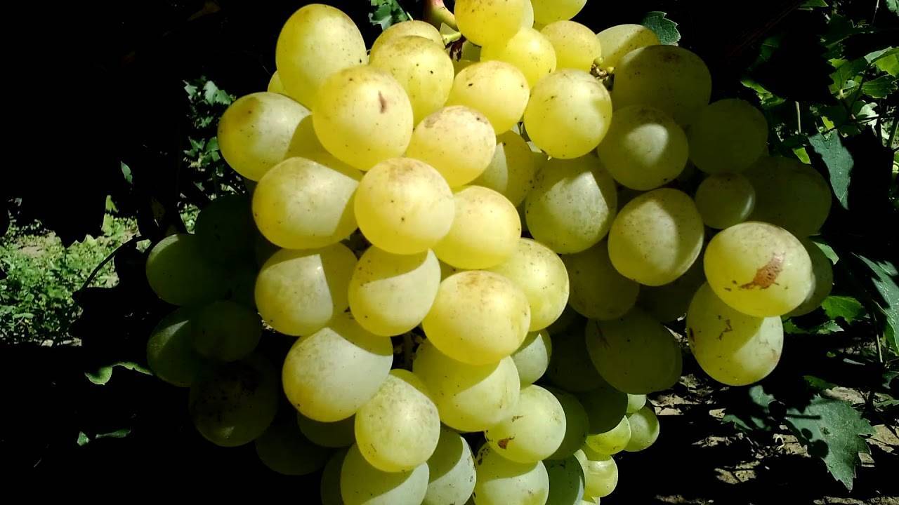 Всё о сорте винограда «страшенский» от особенностей выращивания до фото и отзывов о нём