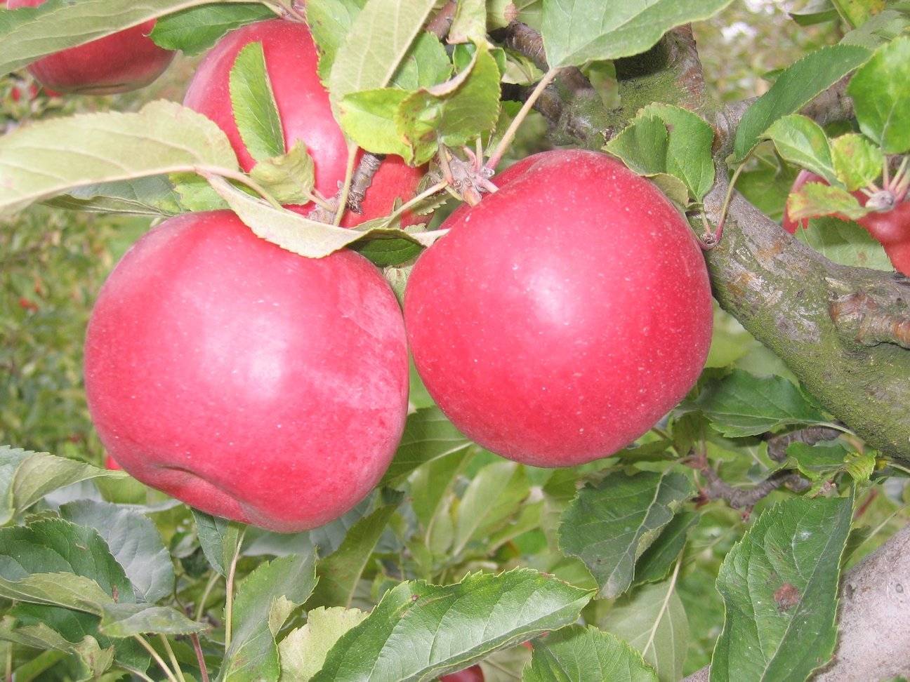 Высокоурожайная зимняя яблоня айдаред, описание сорта