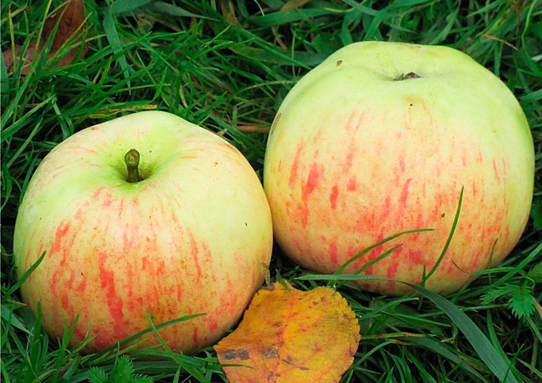 Лучшие сорта яблонь осенних сортов