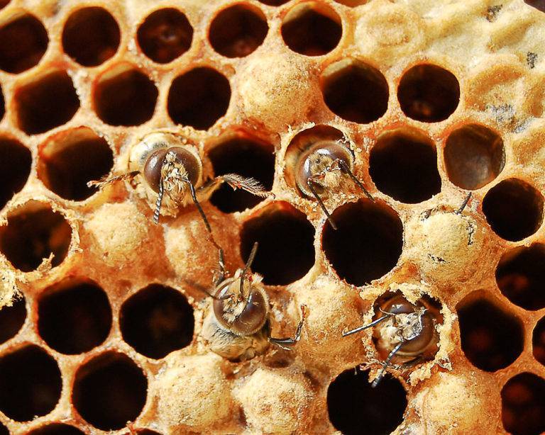 Личинки пчел: применение, лечебные свойства