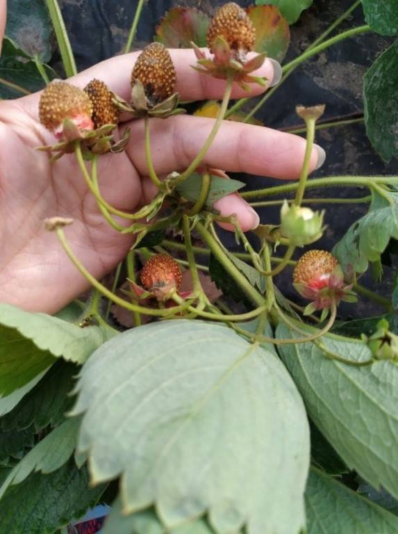 Почему ягоды клубники не краснеют и сохнут, борьба с вредителями