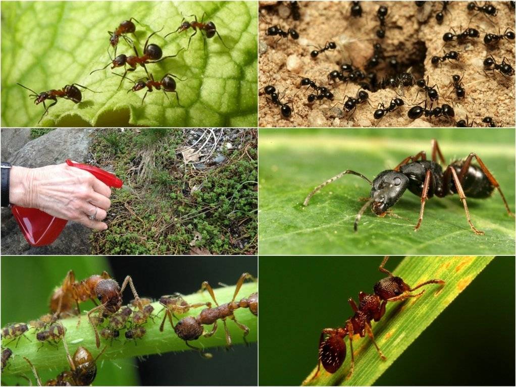 Избавиться от муравьев народными средствами – 14 лучших способов