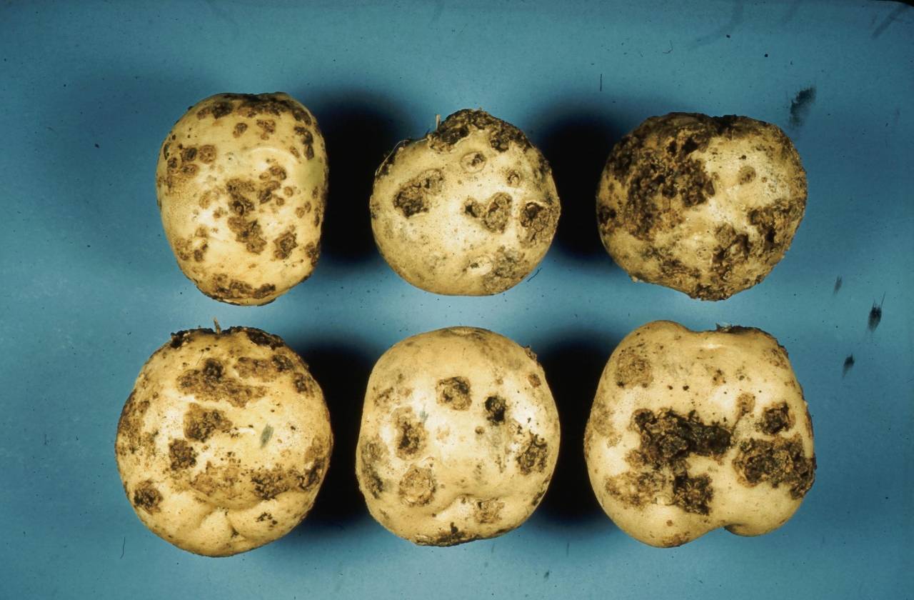 Парша на картофеле: ее виды, как избавиться от заболевания и лечить землю