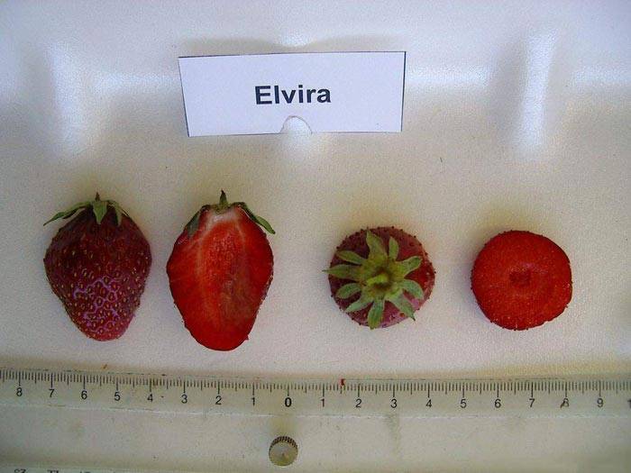 Клубника эльвира: описание сорта, отзывы, фото, урожайность