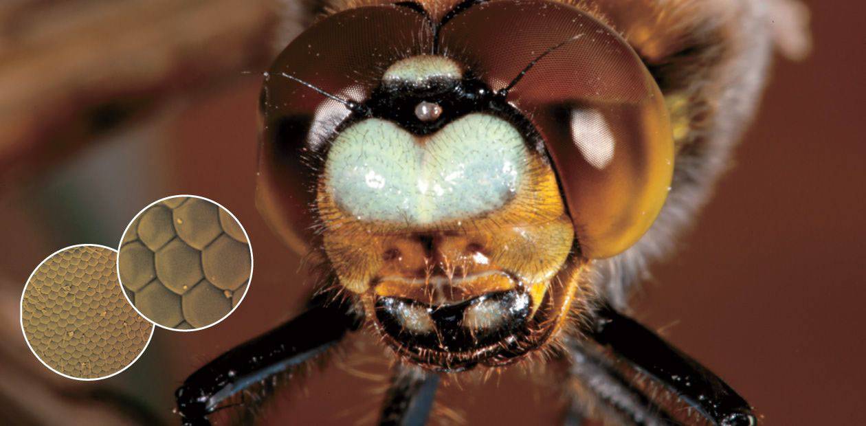 У пчел пять глаз. как видят пчелы окружающий мир? строение и расположение глаз пчелы