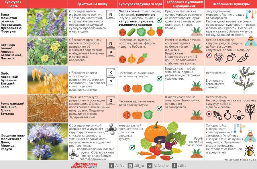 Схема подкормки свеклы в открытом грунте