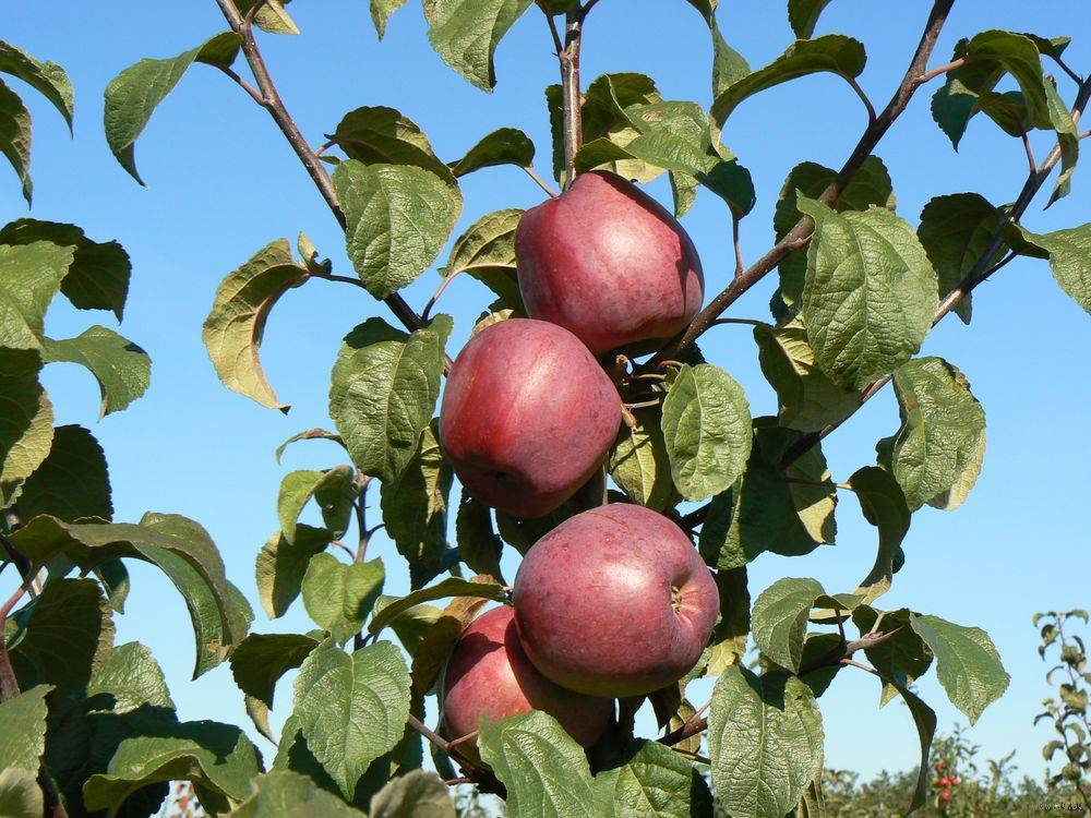 Яблоня коваленковское: описание сорта, посадка и выращивание