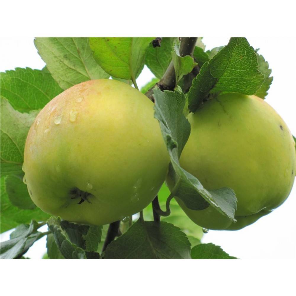 Мартовское — описание сорта яблок длительного хранения