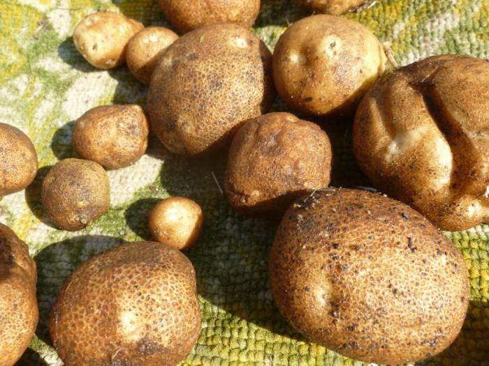 Сорт картофеля "киви": описание, характеристика, фото и выращивание, является ли эта картошка гмо или нет?