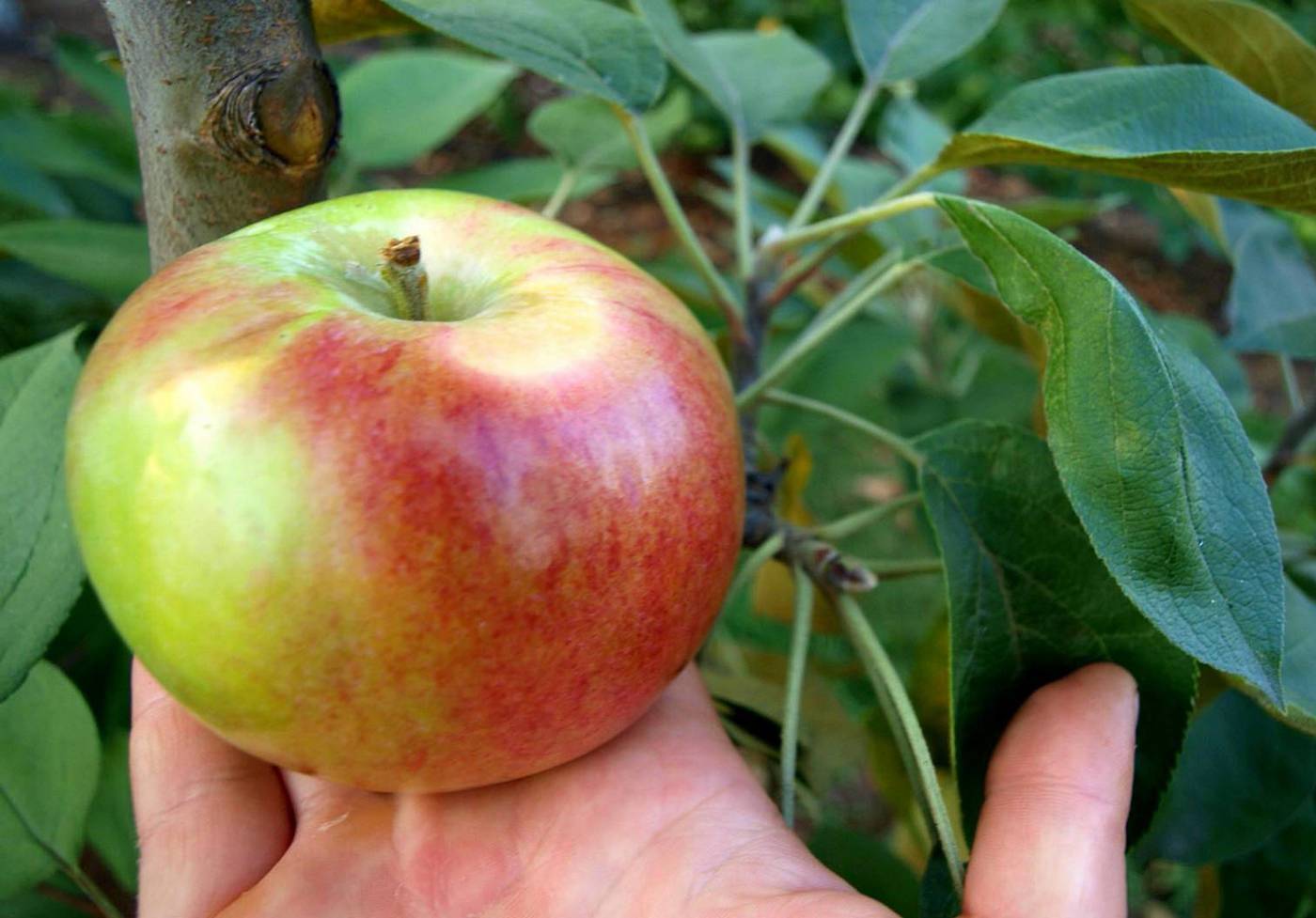 50 фото и описание яблони «белорусское сладкое», ? посадка, уход, ее полезные свойства и противопоказания