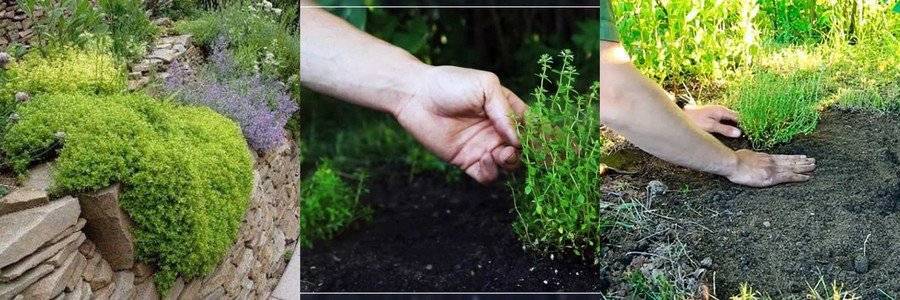Тимьян ползучий: посадка и уход в открытом грунте, выращивание и сочетание в ландшафтном дизайне, фото, размножение сорта