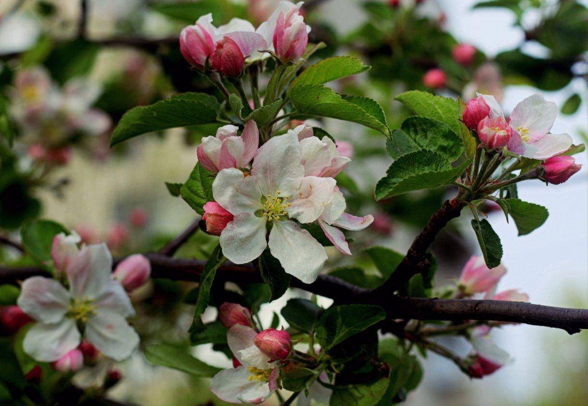 Почему не цветут яблони и не плодоносят