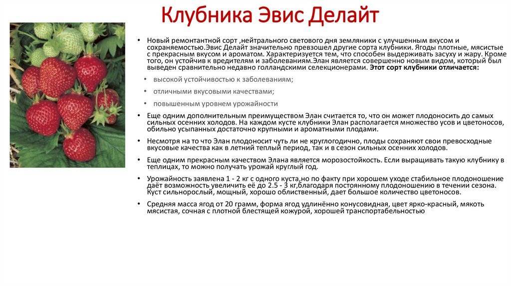 Клубника мурано: описание сорта и его характеристика, особенности посадки и ухода, фото