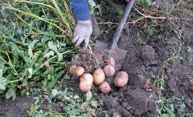 Сбор урожая картофеля: как и когда выкапывать, как определить, что созрел