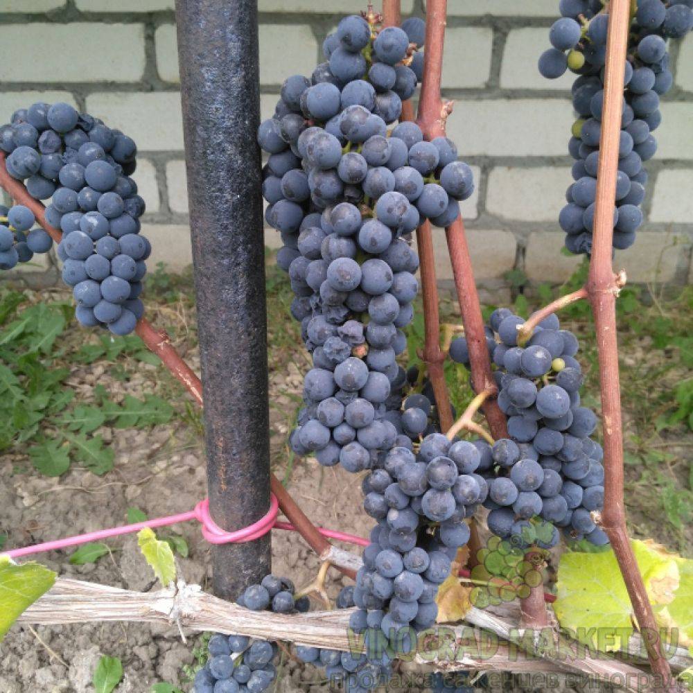 Технические сорта винограда для средней полосы. на что обратить внимание при выборе сорта для нечерноземья | дачная жизнь