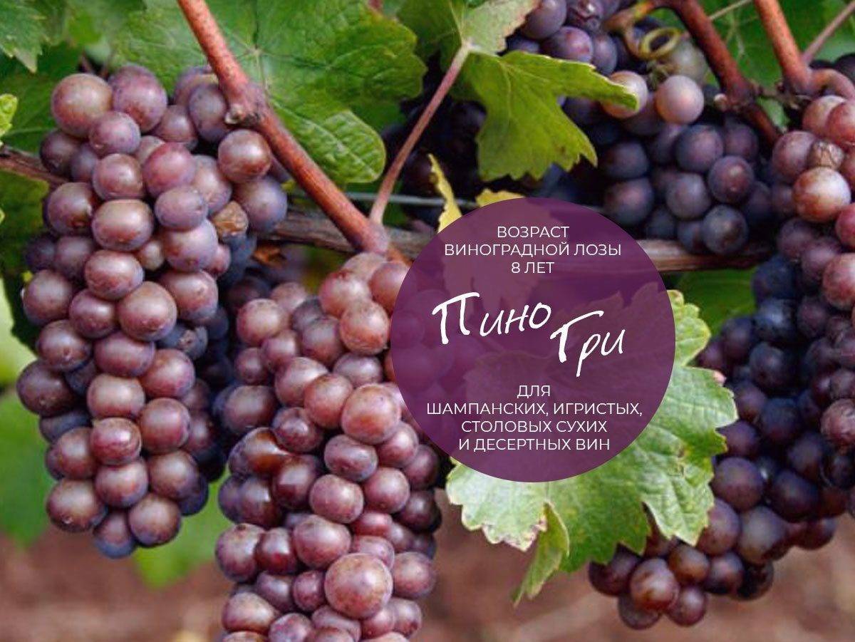 Сорт винограда пино нуар: описание, характеристики, урожайность и особенности