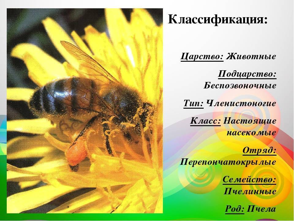 Виды, особенности и описание медоносных пчел