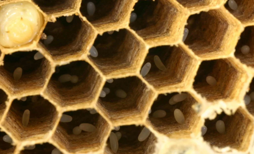 Осеменение матки. основы пчеловодства [самые необходимые советы тому, кто хочет завести собственную пасеку]