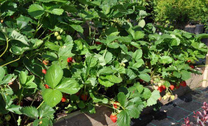 Садовая клубника фриго: описание метода получения рассады, посадка и уход
