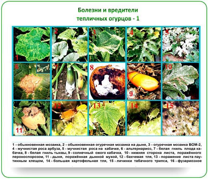 Бахчевые культуры: список растений, характеристика и особенности