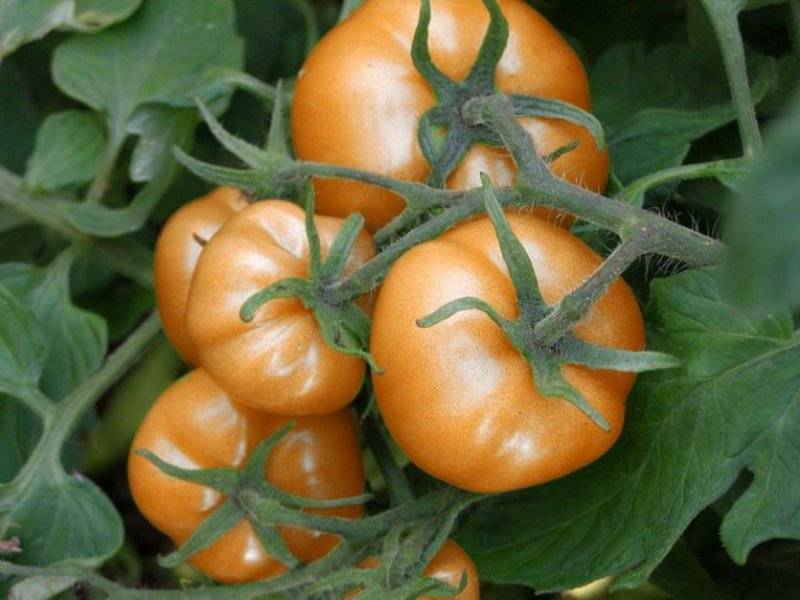 Сорта желтых томатов для теплиц и открытого грунта