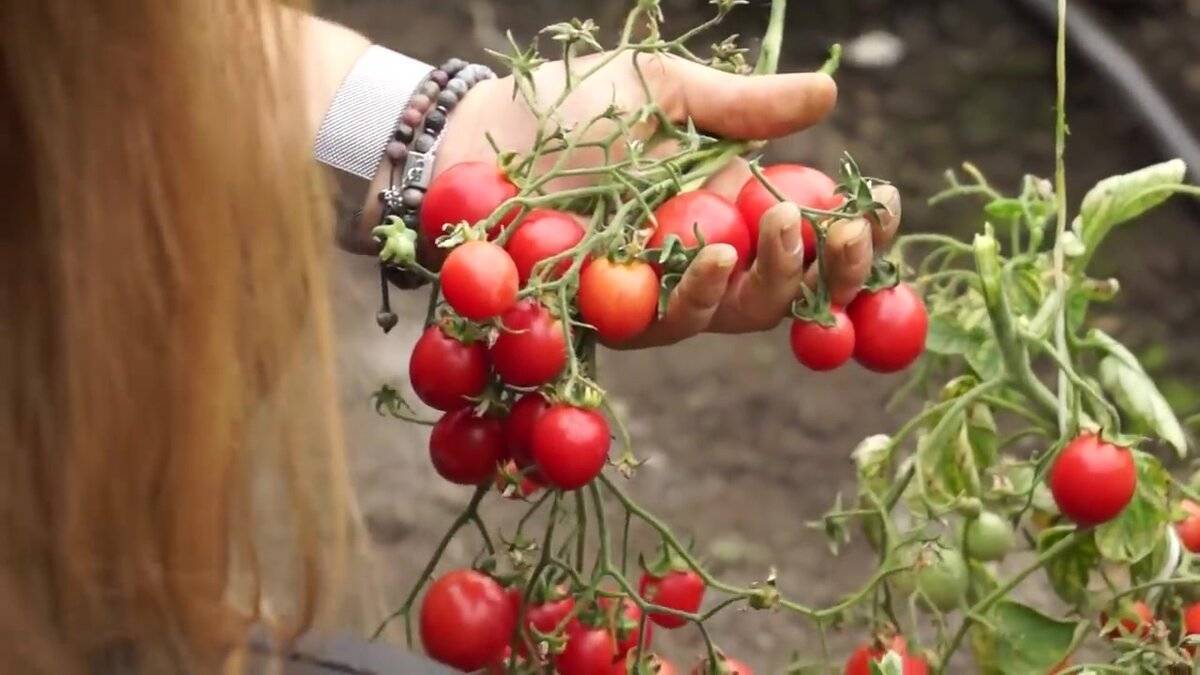 Томаты: 20 лучших сортов для выращивания в теплицах сибири