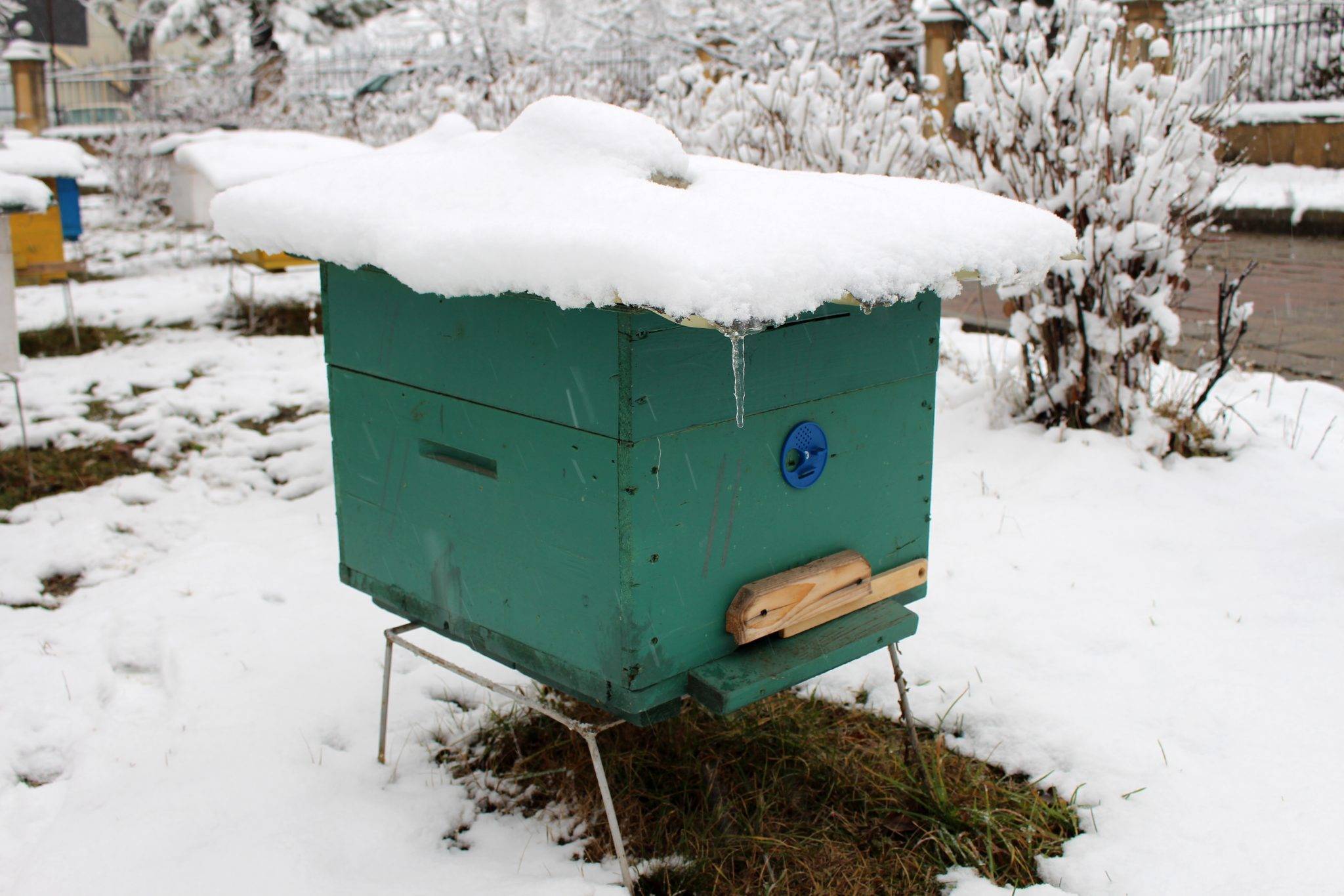 Зимовка пчел на улице в средней полосе россии, подготовка, достоинства и недостатки