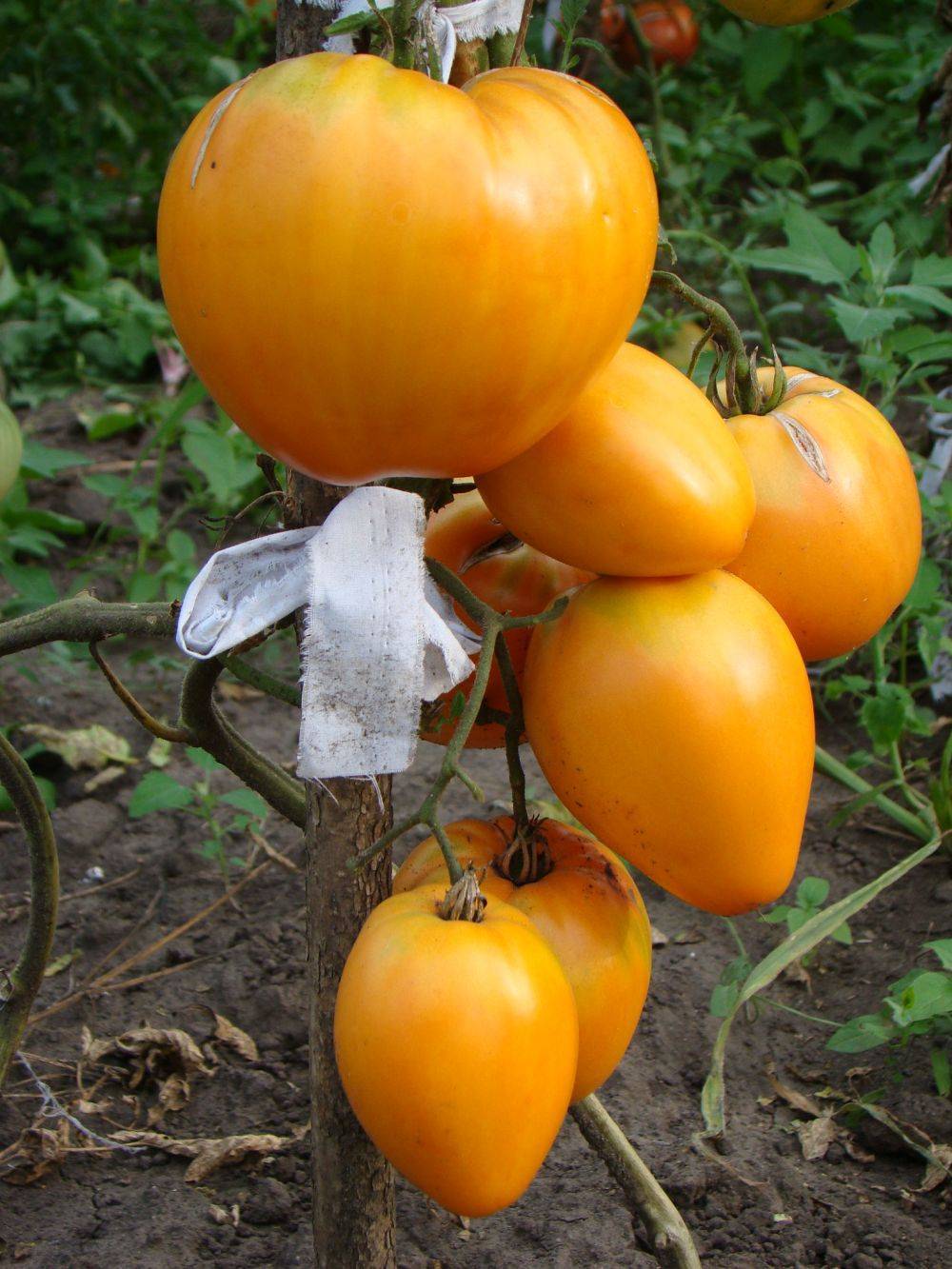 Описание сорта томата сердце ашхабада и его характеристика - навыки садовода