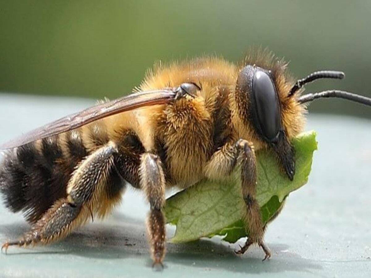 Пчелы, конспект занятия по ознакомлению с природой для старшей группы
