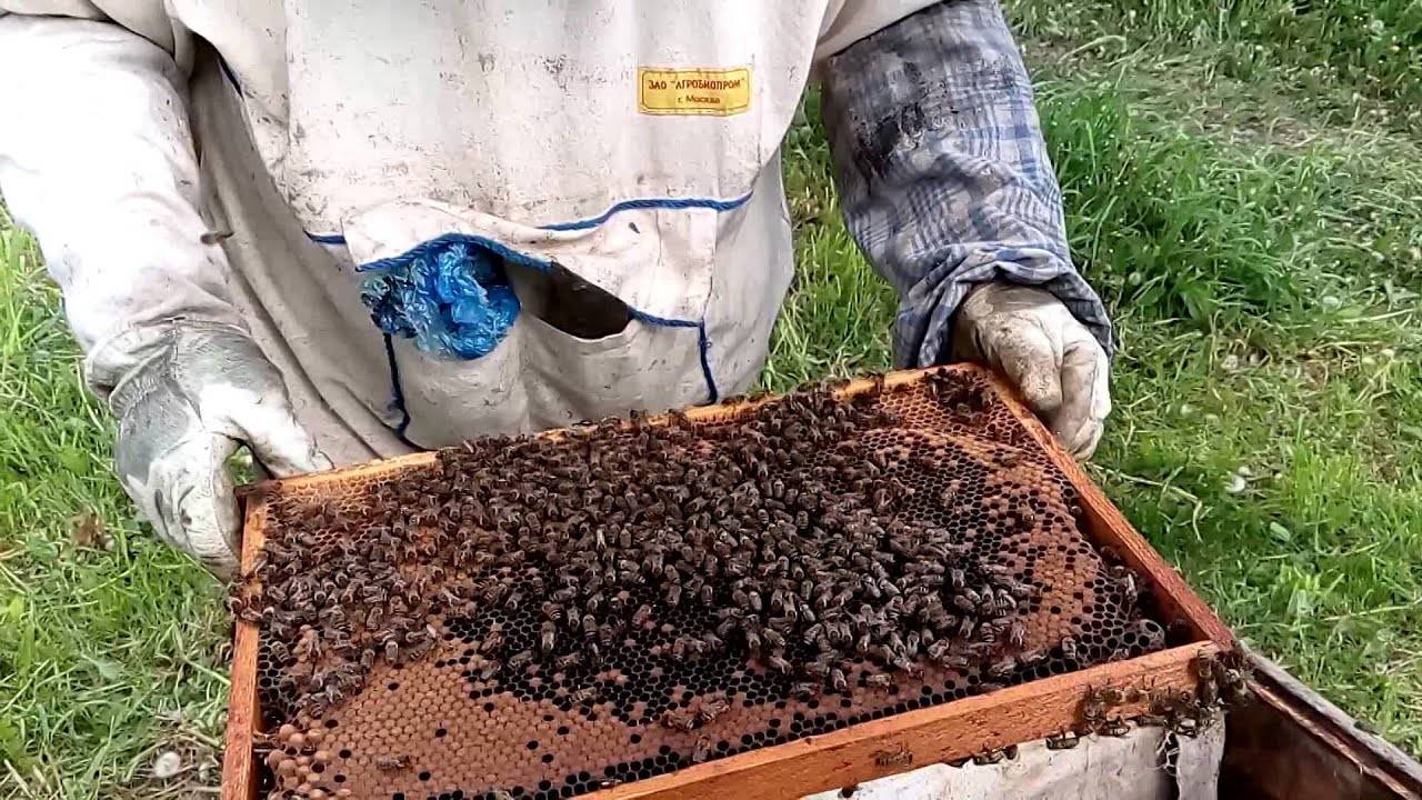 Методы ускоренного размножения пчёлосемей:сборные отводки