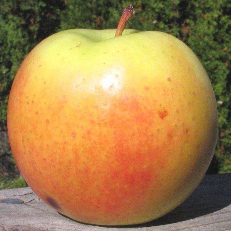 О яблоне болотовское: описание сорта, характеристики, агротехника, выращивание