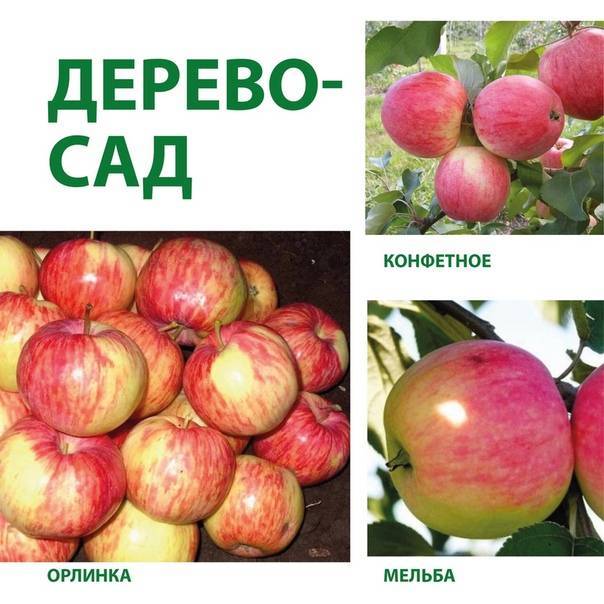 Карликовая яблоня: руководство по посадке и уходу для хорошего урожая