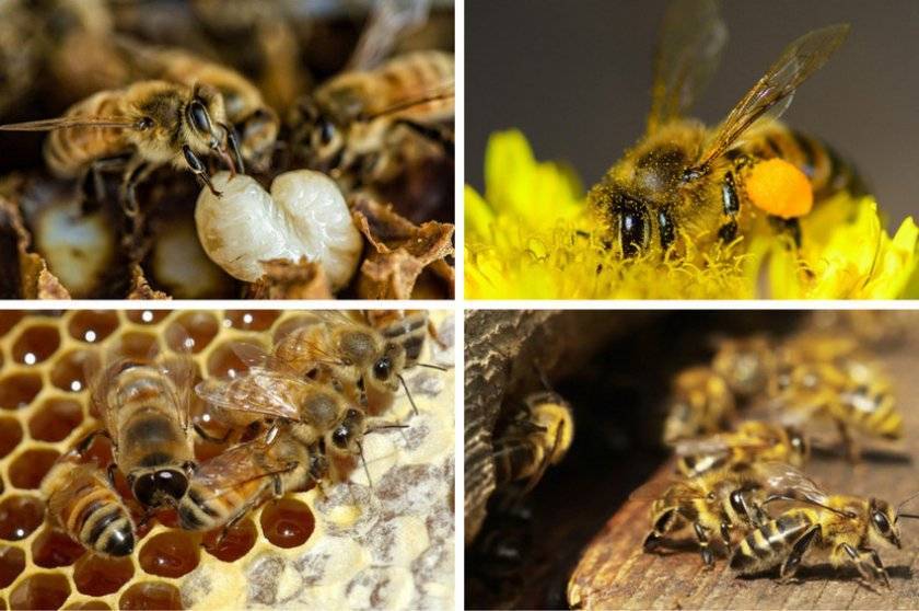 ᐉ серая горная кавказская пчела: описание, советы по уходу, плюсы и минусы - zookovcheg.ru