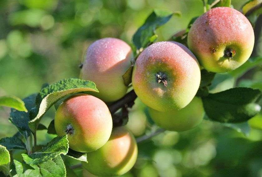 Яблоня свежесть: описание и характеристики сорта, особенности посадки и ухода