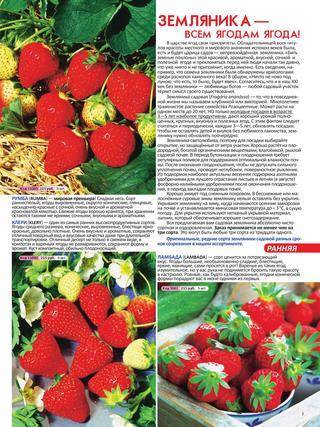 Клубника ламбада: описание сорта, фото, отзывы садоводов