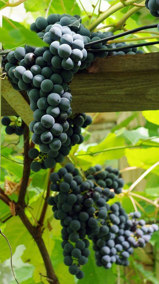 Сорт винограда агат донской, описание с характеристикой и отзывами, особенности посадки и выращивания, фото