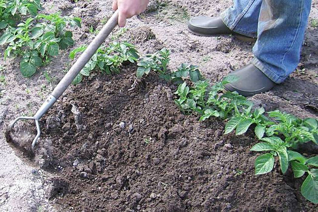 Сроки и частота полива картофеля для получения хорошего урожая в открытом грунте