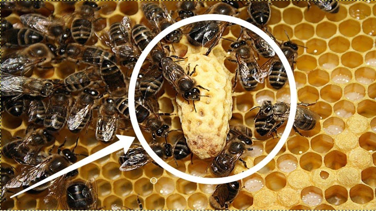 Пчелиная матка: описание, как выглядит, выведение и развитие, фото, видео – med-pochtoi.ru