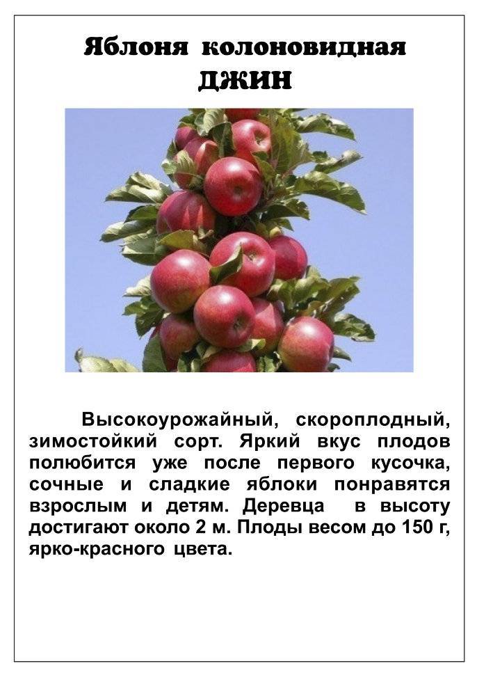 Описание сорта яблони каскад: фото яблок, важные характеристики, урожайность с дерева