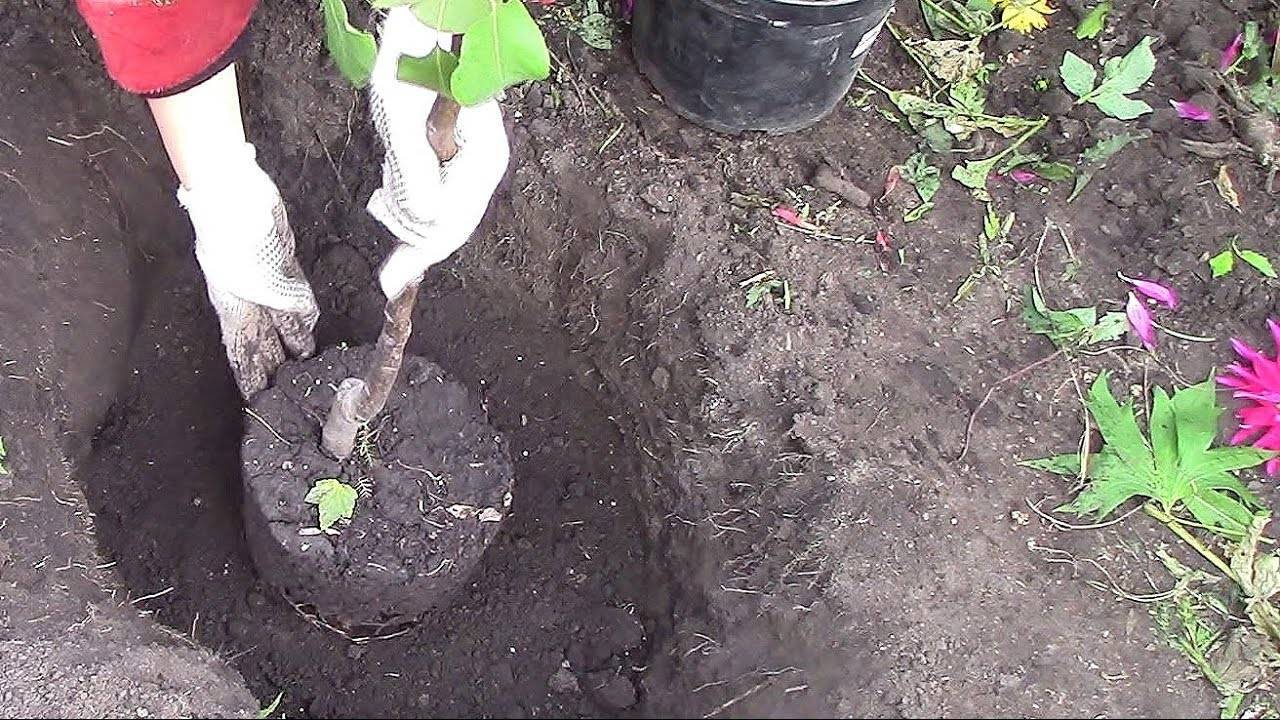 Яблони с закрытой корневой системой: выбор саженца, правила посадки